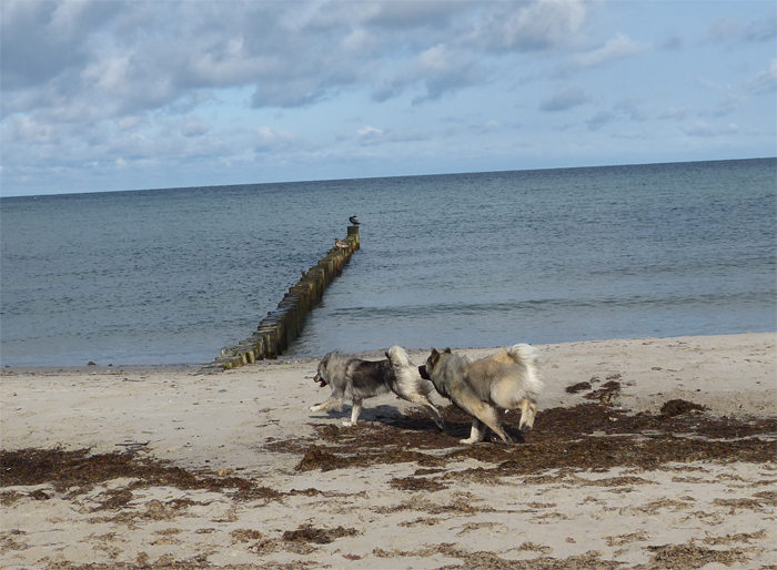 0036 Enzo und Gothje.jpg